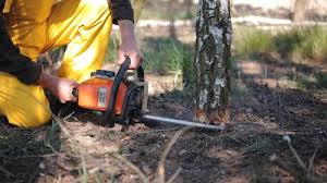 Best Arborist Consultation Services  in New California, OH