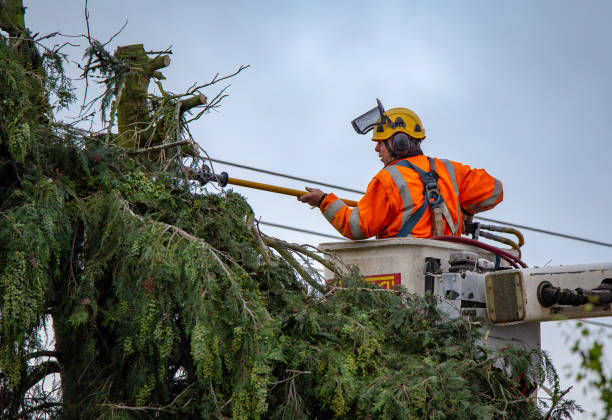 Best Utility Line Clearance  in New California, OH