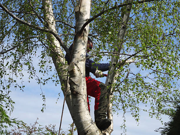 Best Leaf Removal  in New California, OH