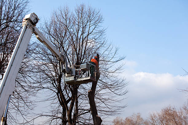 Best Fruit Tree Pruning  in New California, OH